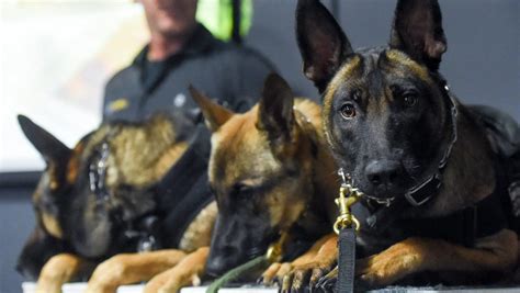 Malinois vs. Seal: Dock Showdown Ends With Canine Victory!