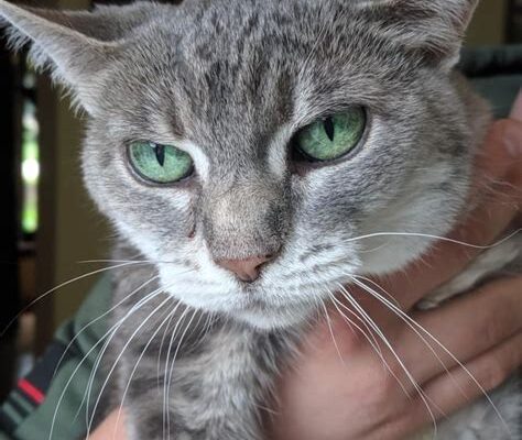 Emerald-Eyed Grey Cat: Oz’s Newest Resident?