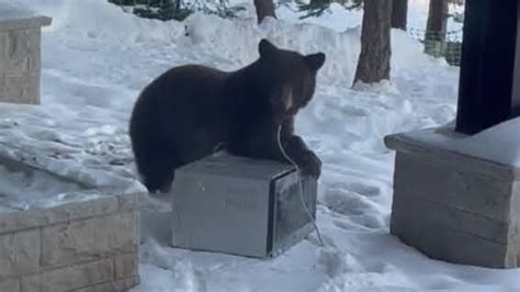 Bear-ista! Cub Steals Coffee, Steals Hearts on Mountain Porch